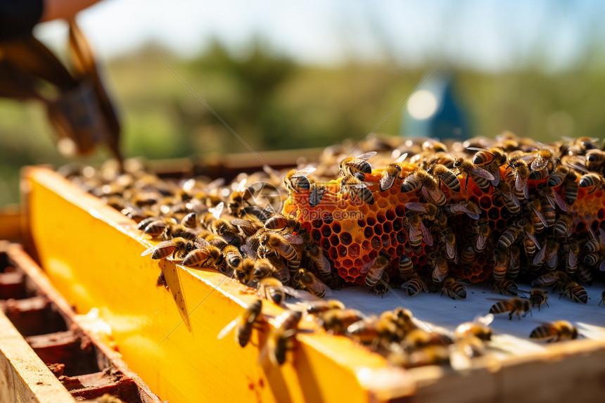 人工收集的蜂蜜图片
