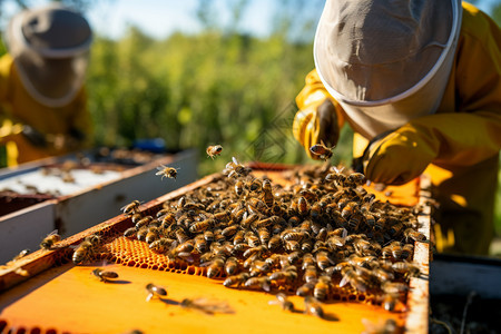 人工养殖的蜜蜂图片