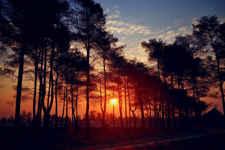 夕阳下的森林景色图片