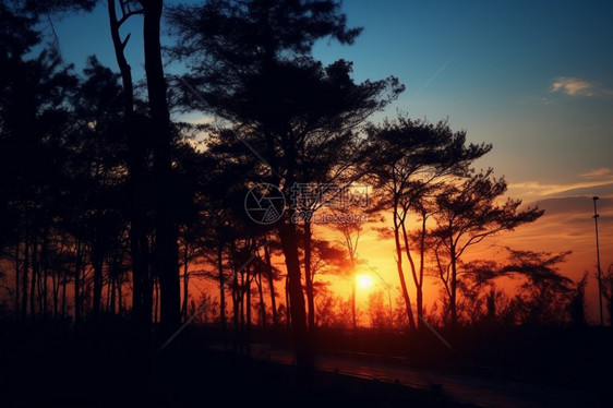 夕阳余晖中的林间小路图片