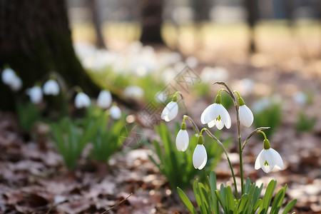 冬季户外公园盛开的雪花莲图片