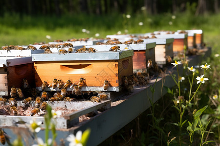 农村养殖的蜂箱图片