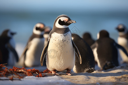 南极洲的企鹅群图片