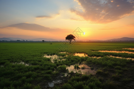 日出时乡村种植的稻田图片