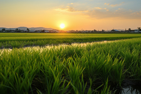 乡村种植的农业田野图片