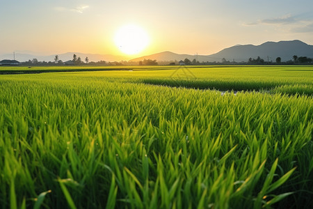 夕阳下的田野美景图片