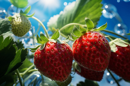 乡村农业种植的草莓果园图片