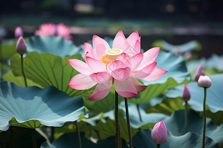 池塘里的荷花背景图片