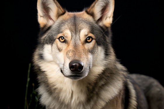 大型的德国牧羊犬图片