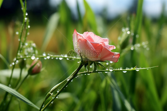 青绿草地上的细雨纷飞图片