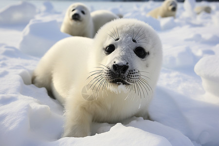 雪地中可爱的小海豹图片