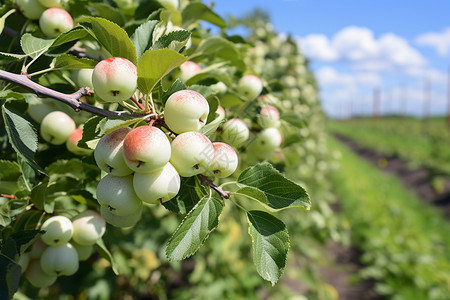 夏季种植的苹果园图片