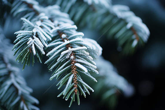 冬日白雪覆盖下的松树图片