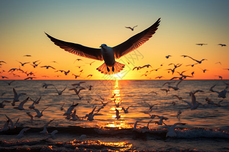 海洋上飞翔的海鸥图片