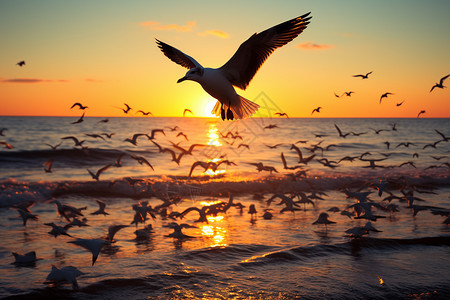 黎明湾上一群鸟在飞舞图片