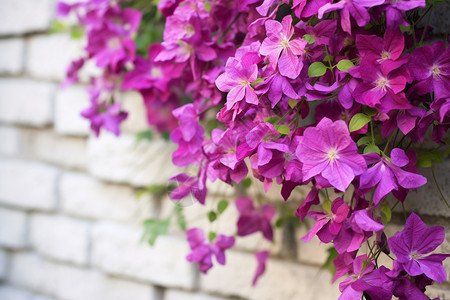 爬满白墙的紫色花朵图片