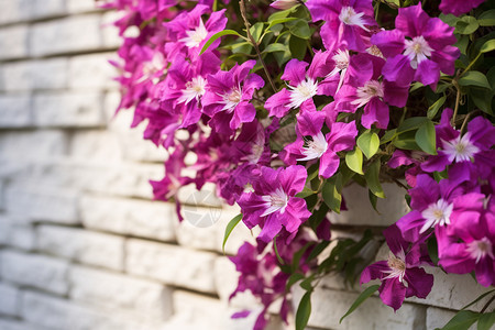 墙边绽放的紫色花朵背景图片
