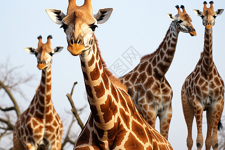 非洲长颈鹿群在灌木丛中伫立图片