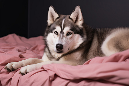 粉色床上休息的狗狗图片