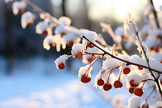 冬日晨光中的冰雪奇景图片