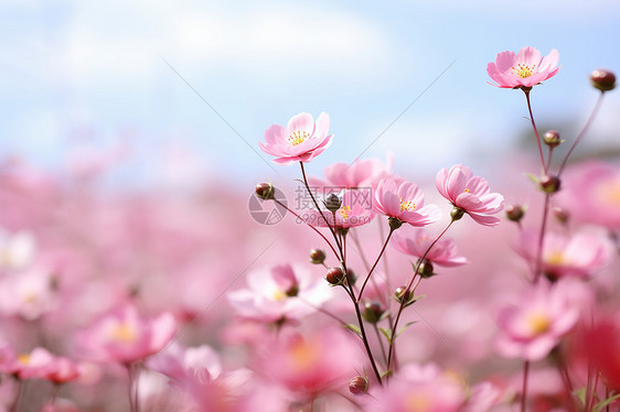 一片粉色的花海图片