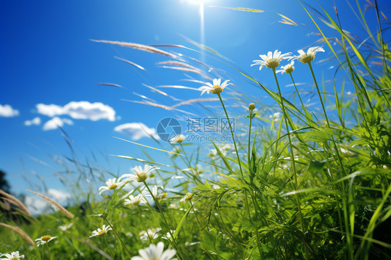 明亮蓝天的草地图片