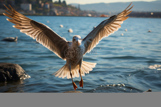 自由自在的海鸥图片