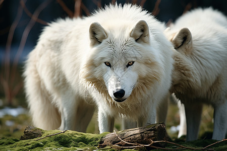 两只白色狼站在苔藓地上图片