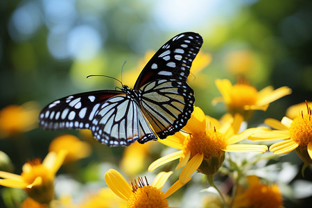 蝴蝶舞动在黄花丛间图片