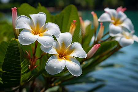 白色花朵映衬着水畔背景图片