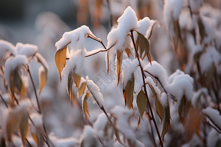 被白雪覆盖的树枝图片