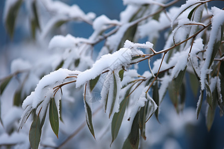 冬季白色的树枝图片