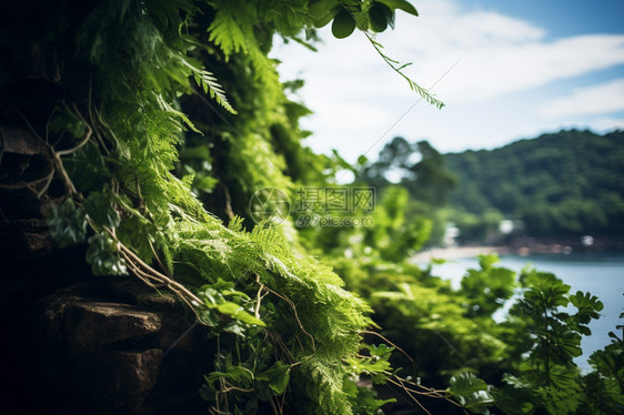 湖泊边上的植物图片