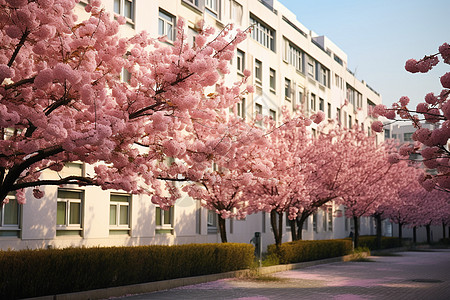 城市里的桃花树图片