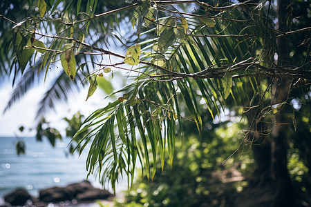 沙滩旁边的棕榈树图片