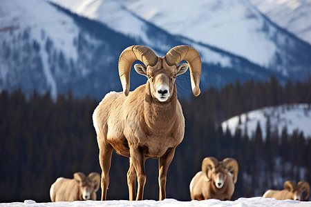 冬日雪山中的大角羊图片