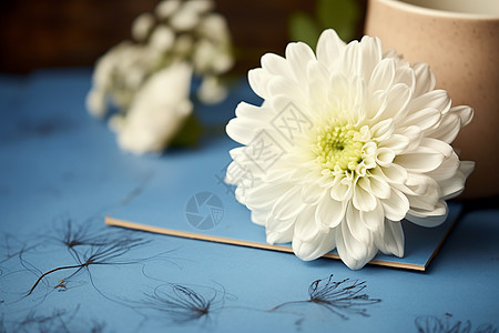 桌子上绽放的白色菊花图片