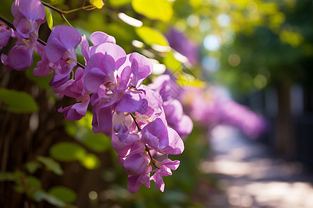 美丽自然的紫色花朵图片