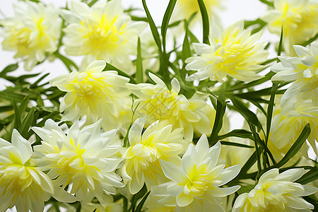 颜色柔美的黄色小菊花图片