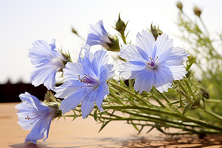 草地上的蓝花束图片