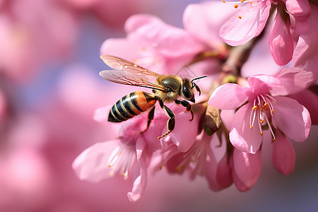粉红色手绘花枝蜜蜂在粉红花枝上栖息背景