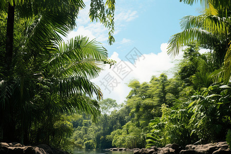 葱郁的热带丛林图片