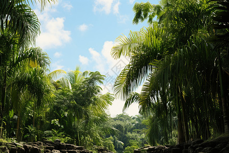 蓬勃的热带丛林图片