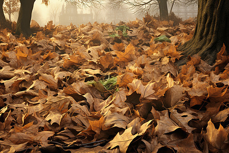 秋季树林中的落叶堆图片