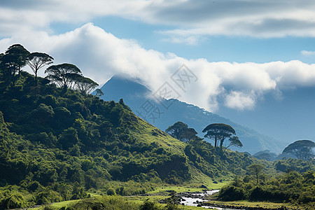 美丽的山林景观图片