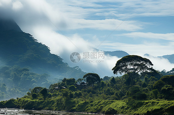 雾气笼罩的夏季森林图片