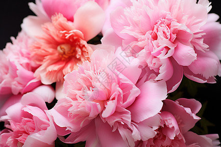 浪漫的粉色牡丹花背景图片