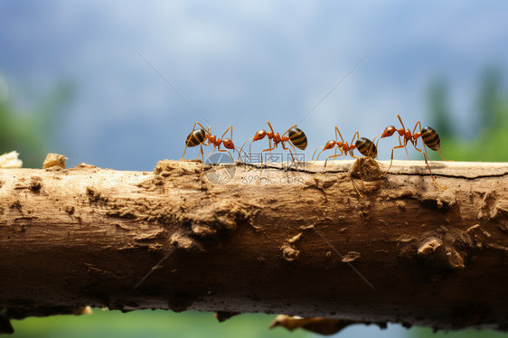 树干上成群结队的蚂蚁图片