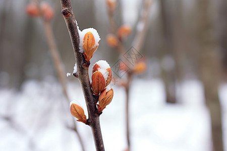 冬日的小树苗背景图片