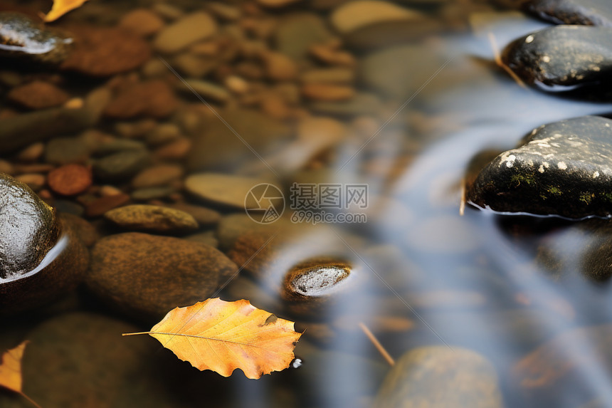 水里的落叶图片